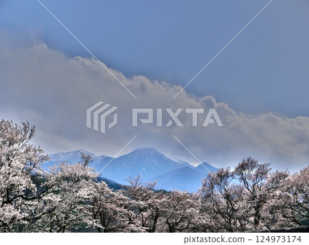 A landscape of blue sky, snow-covered mountains and cherry blossoms A landscape of blue sky, snow-covered mountains and cherry blossoms 124973174