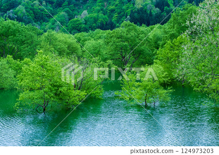 白川湖被淹沒的森林 124973203