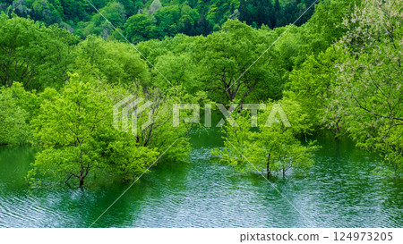 Submerged forest of Shirakawa lake 124973205