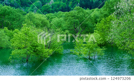 Submerged forest of Shirakawa lake 124973206
