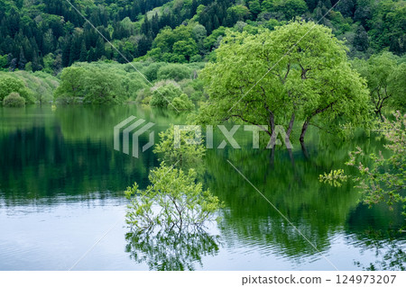 白川湖被淹沒的森林 白川湖被淹沒的森林 124973207