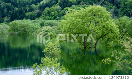 白川湖被淹沒的森林 124973210