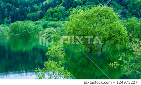 白川湖被淹沒的森林 124973227
