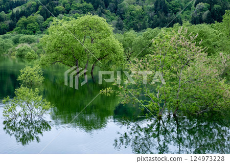 白川湖被淹沒的森林 124973228