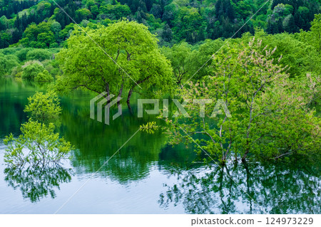Submerged forest of Shirakawa lake Submerged forest of Shirakawa lake 124973229