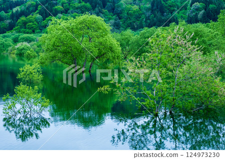 白川湖被淹沒的森林 124973230