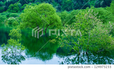 Submerged forest of Shirakawa lake Submerged forest of Shirakawa lake 124973233