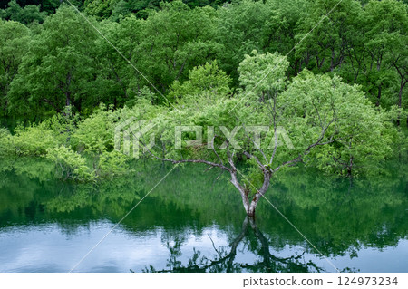 Submerged forest of Shirakawa lake Submerged forest of Shirakawa lake 124973234
