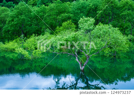 Submerged forest of Shirakawa lake Submerged forest of Shirakawa lake 124973237