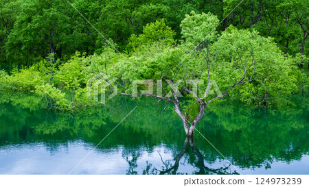 Submerged forest of Shirakawa lake Submerged forest of Shirakawa lake 124973239
