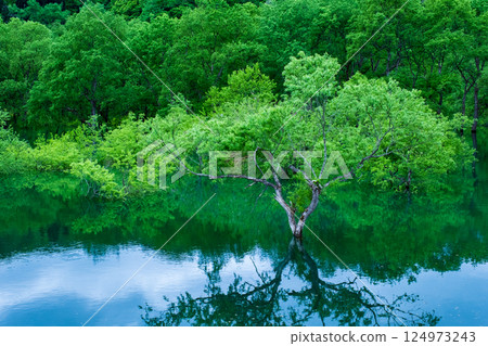 Submerged forest of Shirakawa lake 124973243