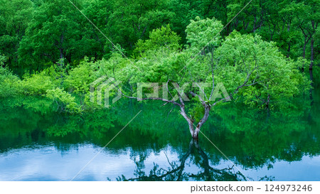 白川湖被淹沒的森林 124973246