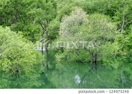 白川湖被淹沒的森林 124973248