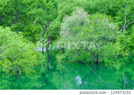 Submerged forest of Shirakawa lake Submerged forest of Shirakawa lake 124973250
