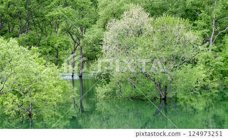Submerged forest of Shirakawa lake Submerged forest of Shirakawa lake 124973251