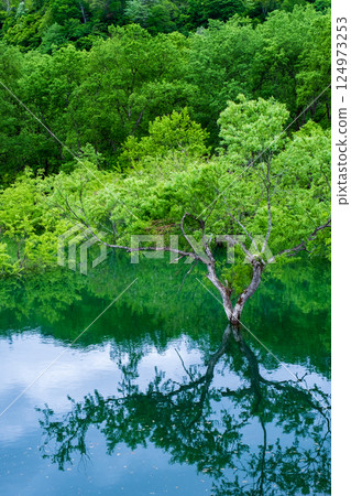 白川湖被淹沒的森林 白川湖被淹沒的森林 124973253