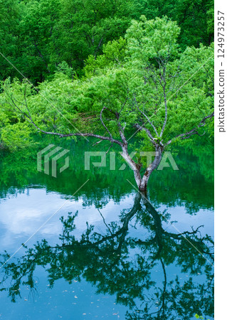 白川湖被淹沒的森林 124973257