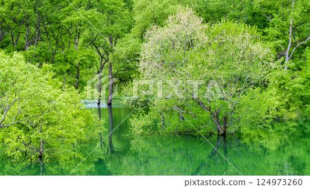 白川湖被淹沒的森林 124973260