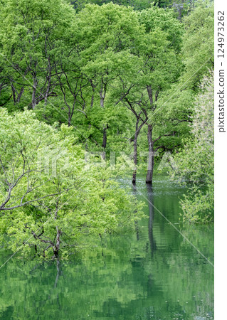 白川湖被淹沒的森林 白川湖被淹沒的森林 124973262