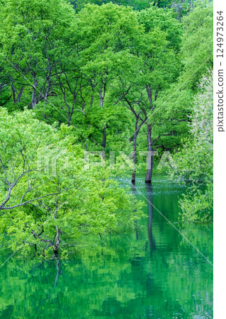 Submerged forest of Shirakawa lake Submerged forest of Shirakawa lake 124973264