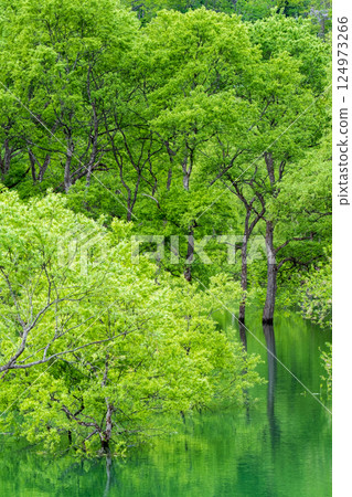 白川湖被淹沒的森林 白川湖被淹沒的森林 124973266