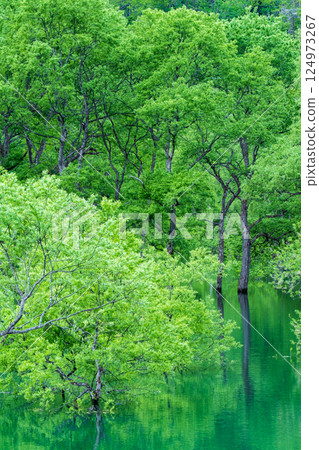 Submerged forest of Shirakawa lake Submerged forest of Shirakawa lake 124973267