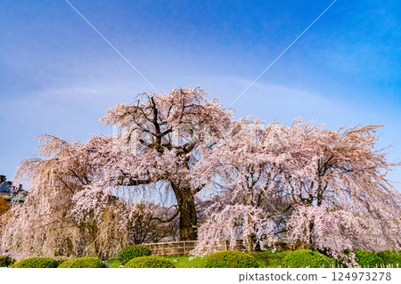 盛開的櫻花在藍天中閃耀 124973278