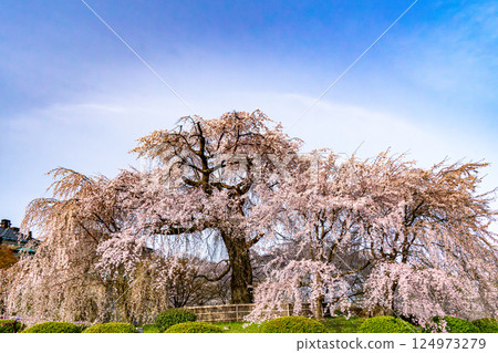 盛開的櫻花在藍天中閃耀 124973279