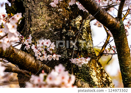 Cherry blossoms growing from the trunk 124973302