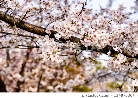 Cherry blossoms in full bloom shining in the blue sky 124973304