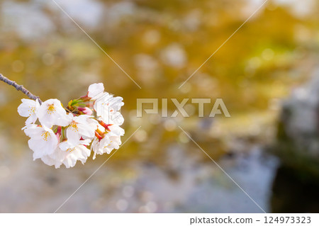Sakura that shines in the blue sky 124973323