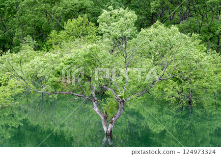 白川湖被淹沒的森林 124973324