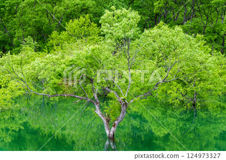 白川湖被淹沒的森林 124973327