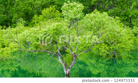 Submerged forest of Shirakawa lake Submerged forest of Shirakawa lake 124973333