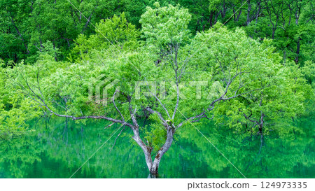 白川湖被淹沒的森林 124973335