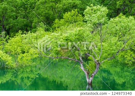 白川湖被淹沒的森林 124973340