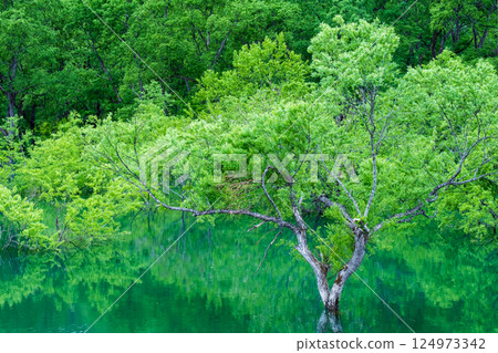 白川湖被淹沒的森林 124973342