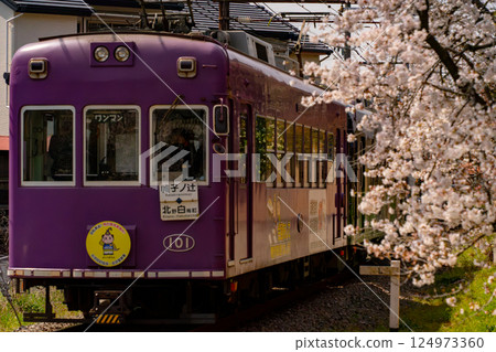 A train stops at a station with cherry blossoms in full bloom 124973360