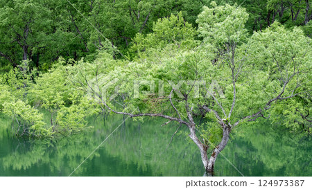 Submerged forest of Shirakawa lake Submerged forest of Shirakawa lake 124973387