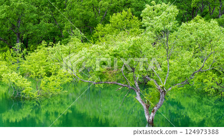 Submerged forest of Shirakawa lake 124973388
