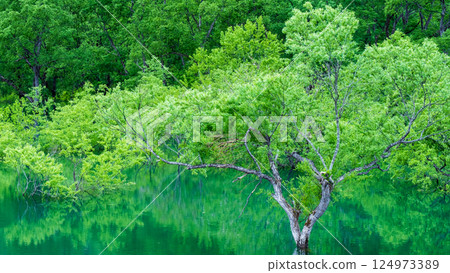 Submerged forest of Shirakawa lake 124973389