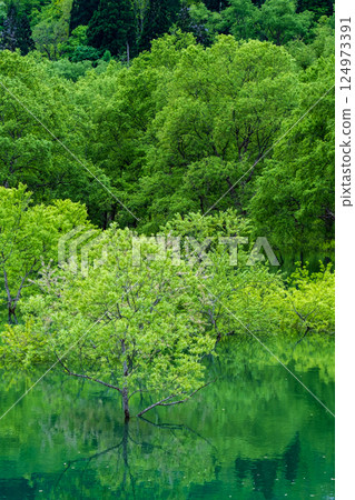 白川湖被淹沒的森林 124973391