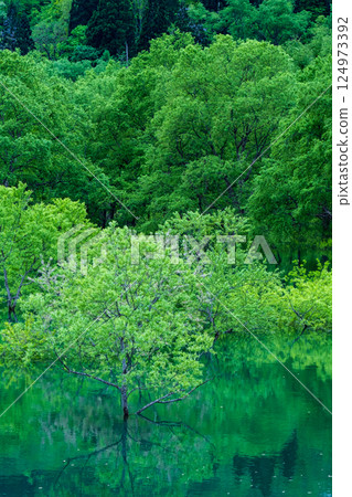 Submerged forest of Shirakawa lake 124973392