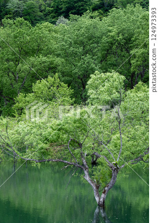 白川湖被淹沒的森林 124973393