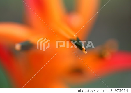 Heliconia / Pushkarum 124973614