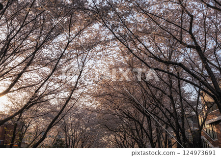 Seoul Cherry Blossom Flowers 124973691