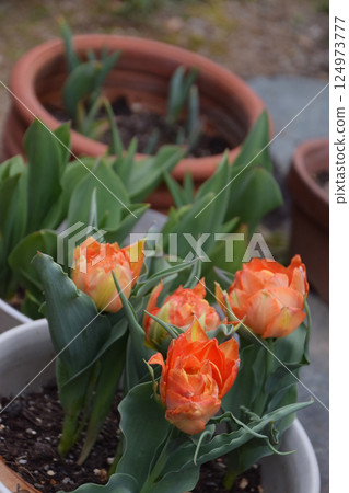 Orange tulips in the garden Orange tulips in a pot, double-flowered variety Orange tulips in the garden Orange tulips in a pot, double-flowered variety 124973777