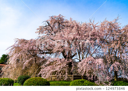 Cherry blossoms in full bloom shining in the blue sky Cherry blossoms in full bloom shining in the blue sky 124973846