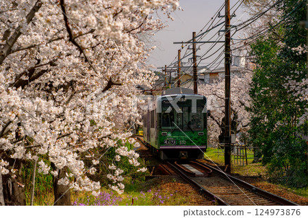 列車穿過盛開的櫻花 124973876