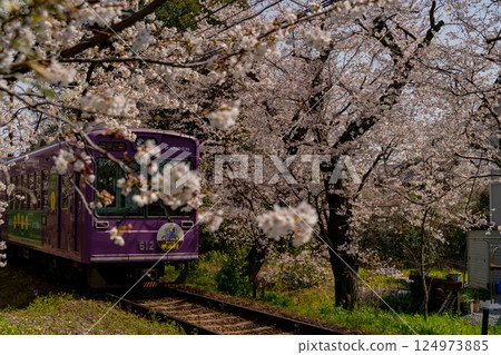 列車穿過盛開的櫻花 124973885